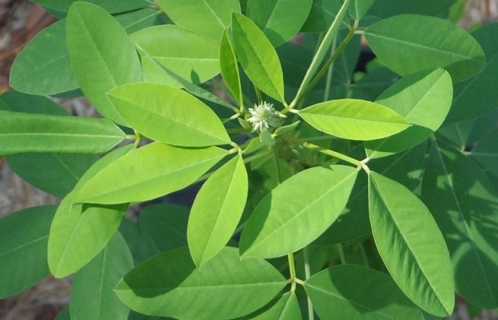 Quelite : Chepiche/Pipicha : Porophyllum tagetoides – Masa Americana
