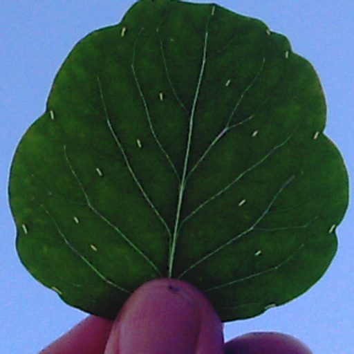 P.macrocephalum leaf