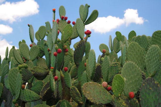 The Nopal as Food  Masa Americana