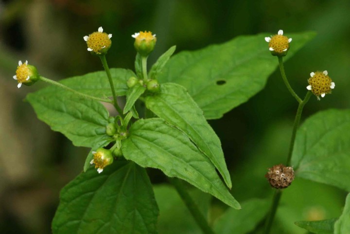 Quelite : Chepiche/Pipicha : Porophyllum tagetoides – Masa Americana