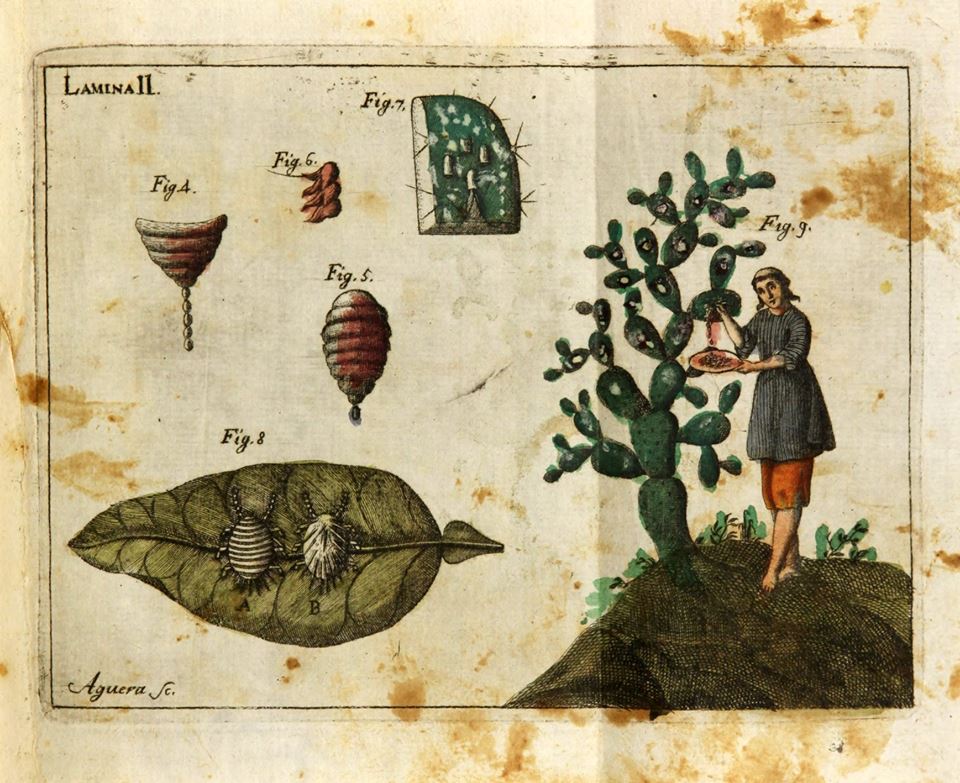 Nochi Insect Nocheztli : The Cochineal Beetle – Masa Americana