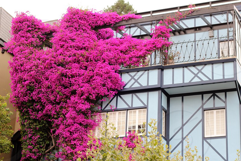 Bougainvillea : Bugambilia – Masa Americana
