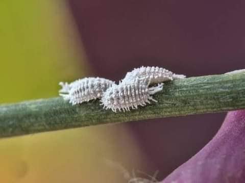 Nochi Insect Nocheztli : The Cochineal Beetle – Masa Americana